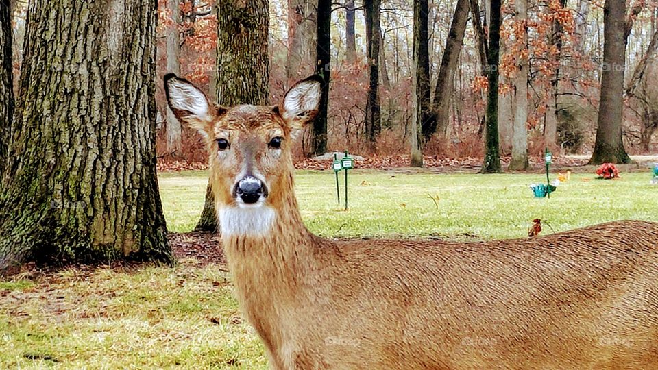 Deer says Hello