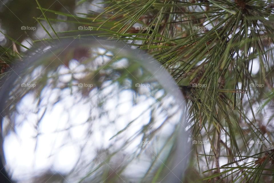 Tree#nature#glassball