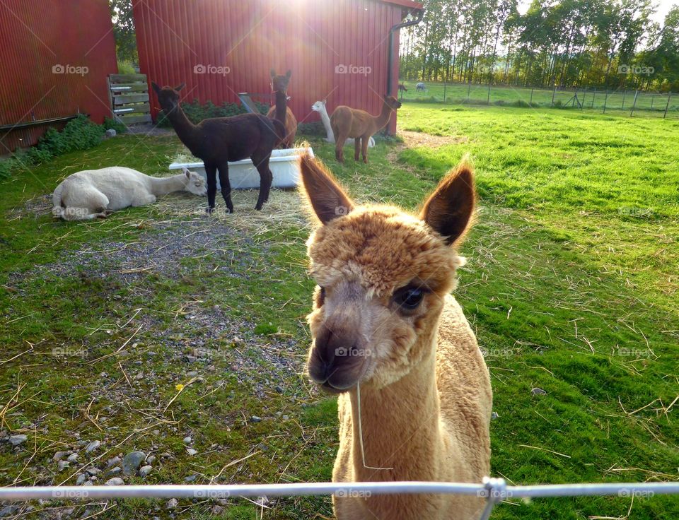 Portrait of a alpacas on grass