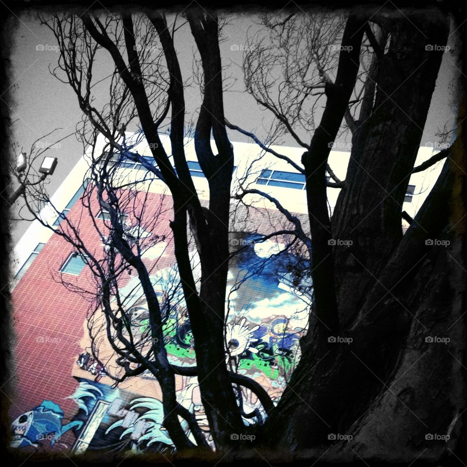 Dark Graffiti . Graffiti and trees