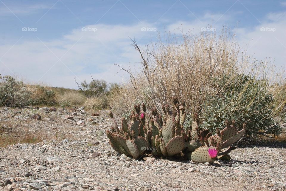 Nevada desert