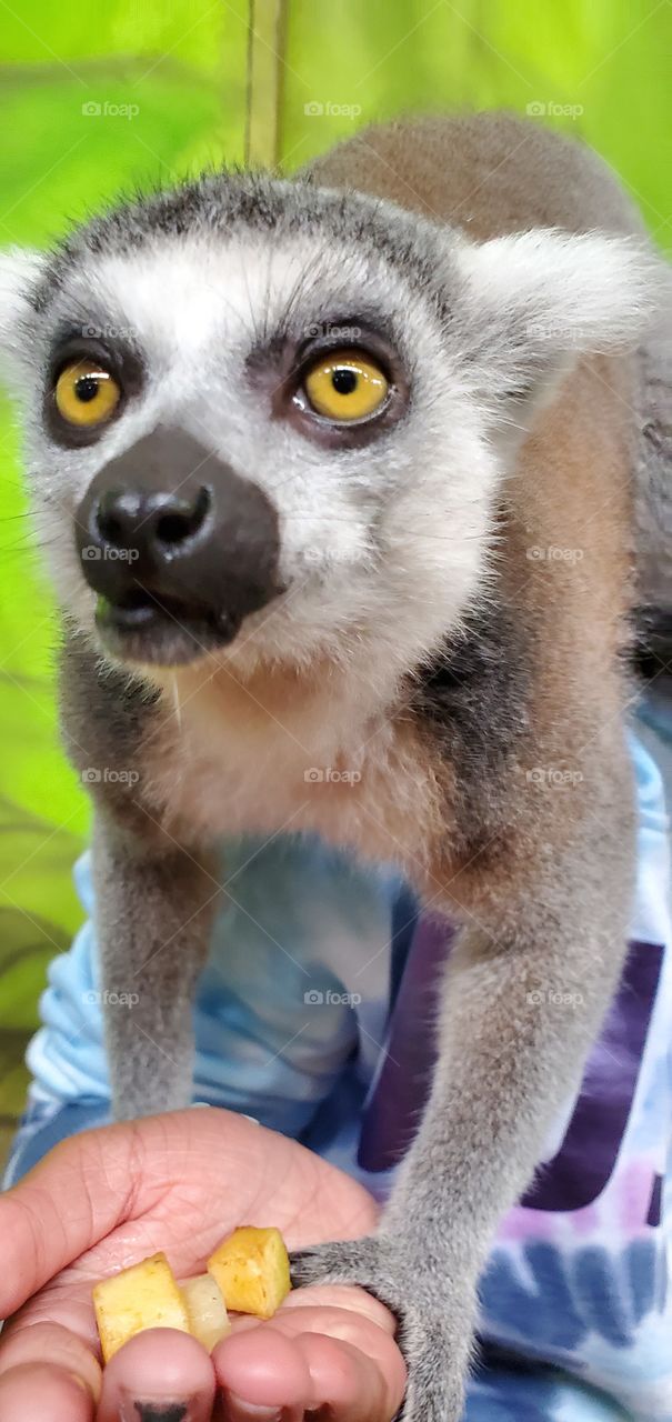 Lemur!