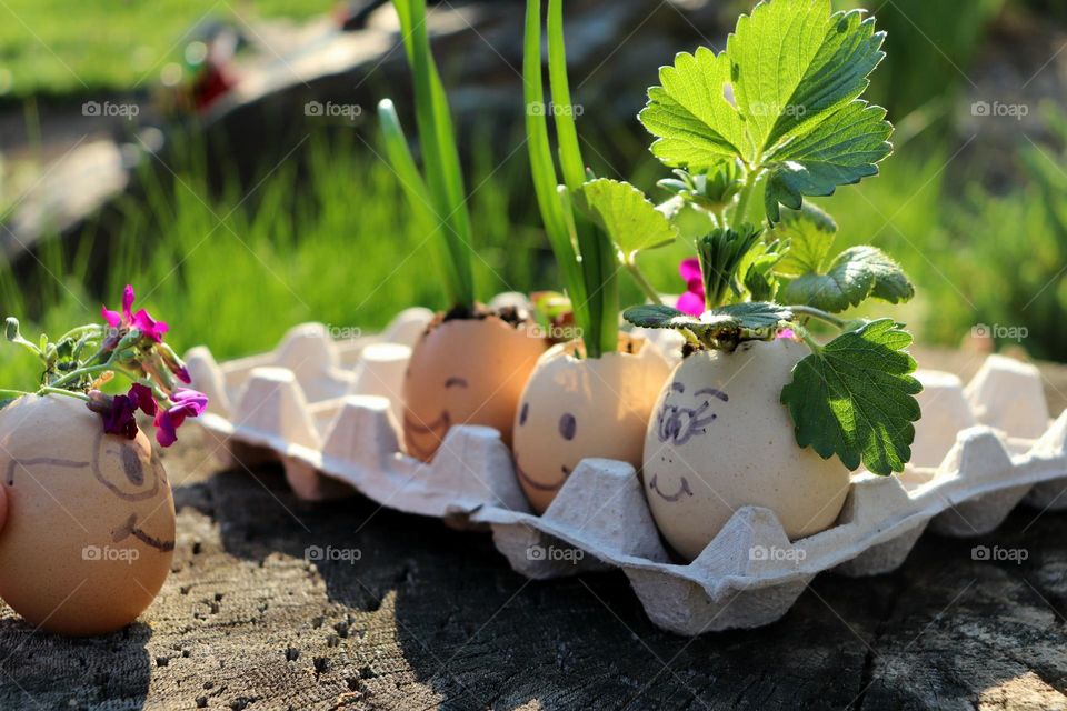 Plant Plants to Celebrate Earth Day