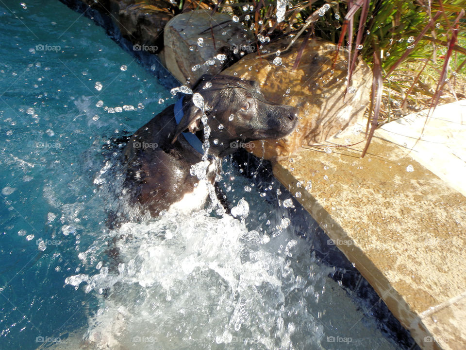 Black lab in a pool