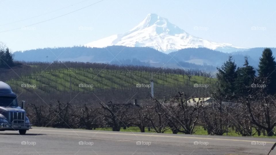 Mt Hood . We loaded pears at a shed on the back side of Mt Hood 