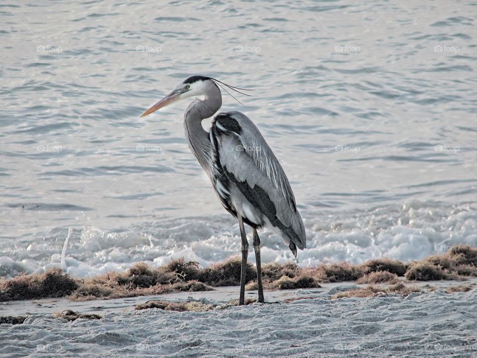 By the Sea