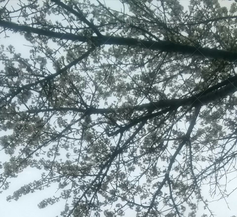 cherry tree blossoming