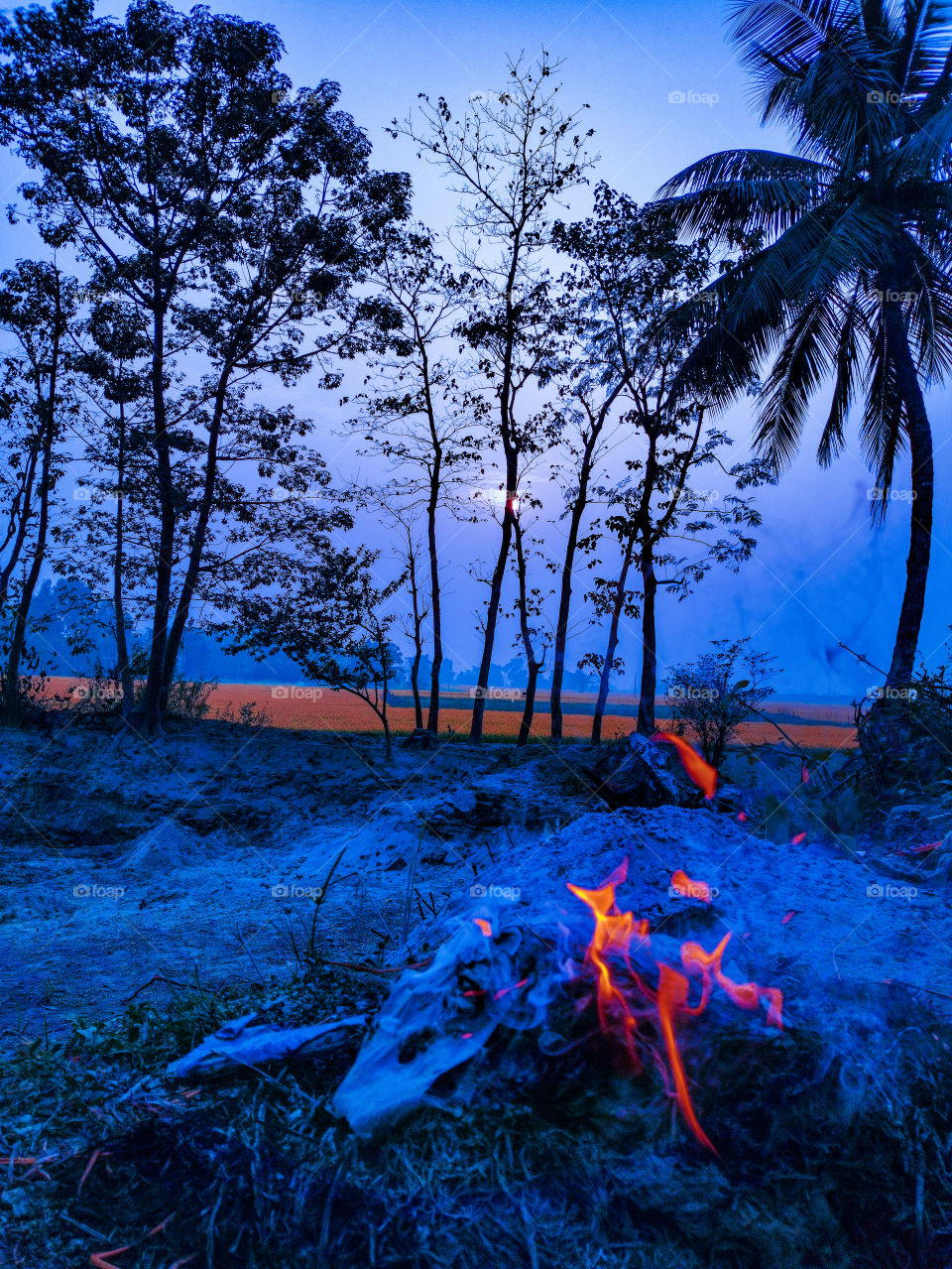 Winter in Assam how beautiful it looks. Blue vibes with orange flakes.