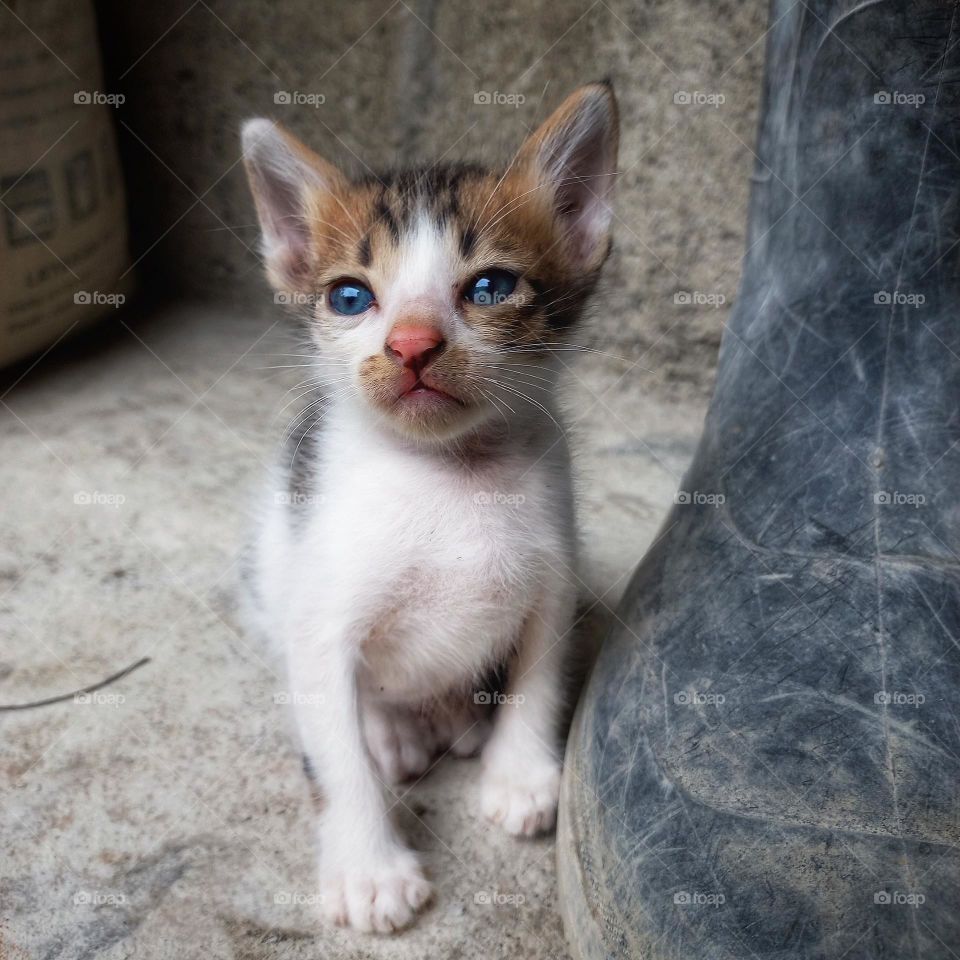 Cute kitten or baby cat.