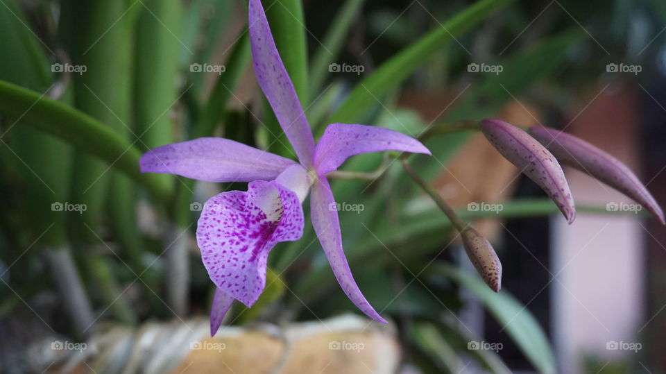 The Flowers Purple (Anggrek) Species Plantae