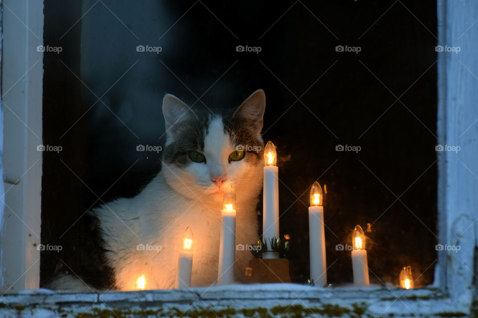 Cat looking through window on Christmas and sitting next to candle ornament.