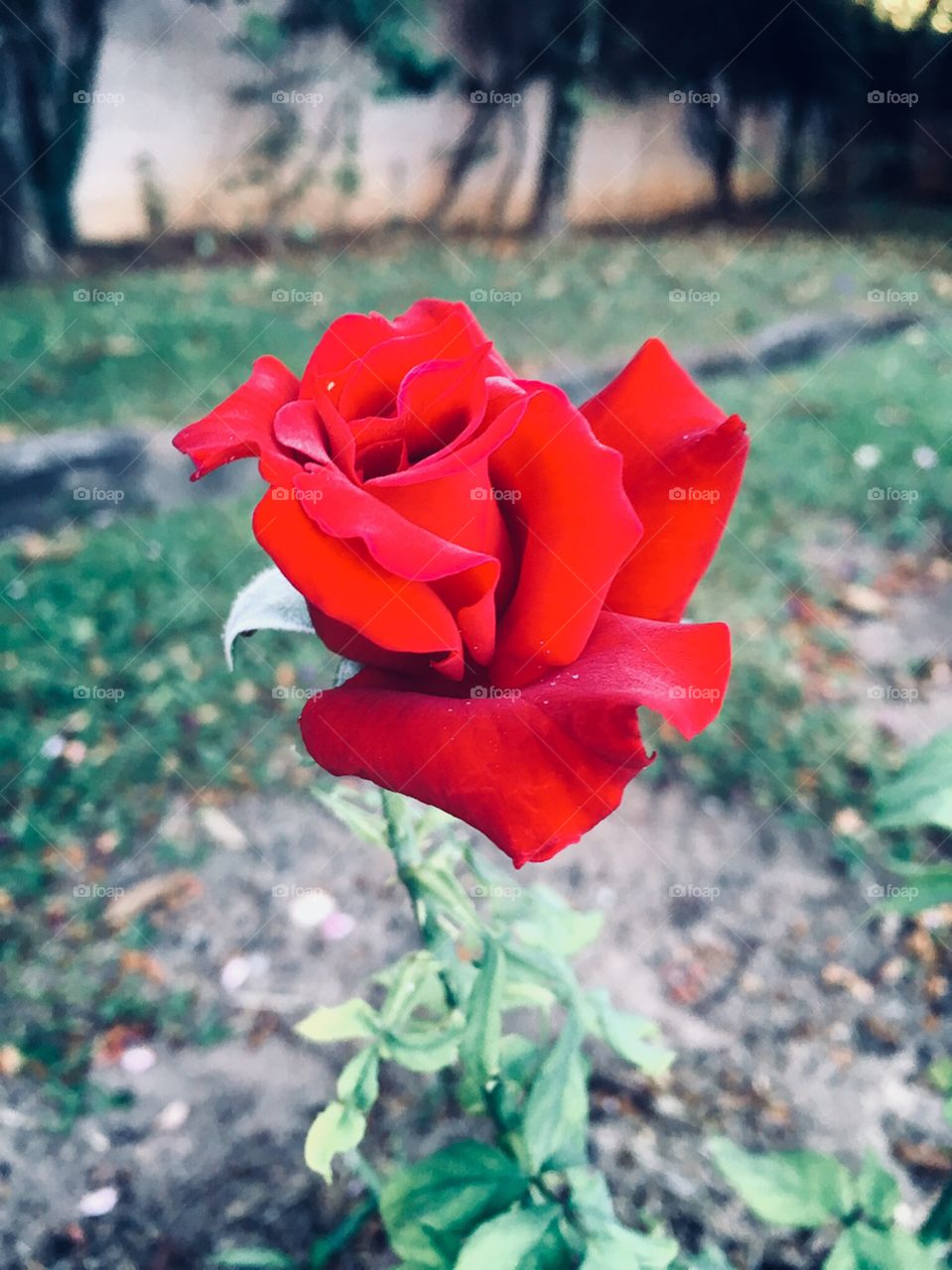 🌺Fim de #cooper!
Suado, cansado e feliz, curtindo a beleza das #flores. Hoje, com nossa #rosa vermelha.
🏁 
#corrida #running #flowers #CorujãoDaMadrugada #alvorada #flor