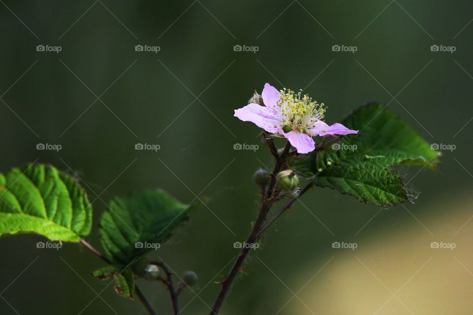 Pink flower blooming on plant