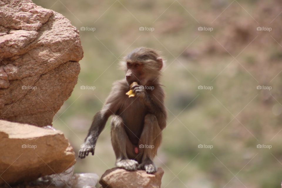 baboon