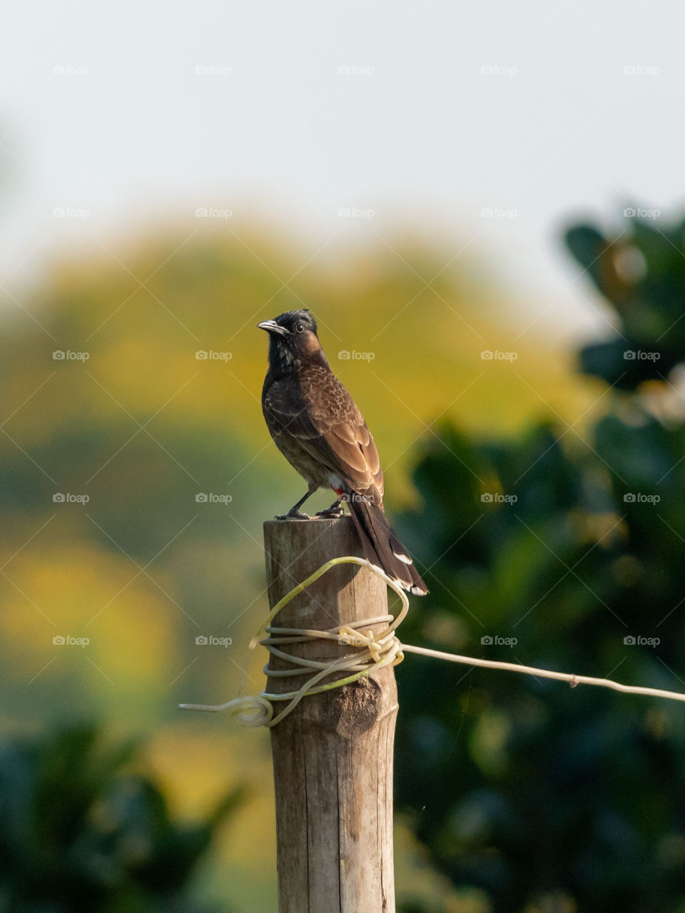 Red-vented Bulbul