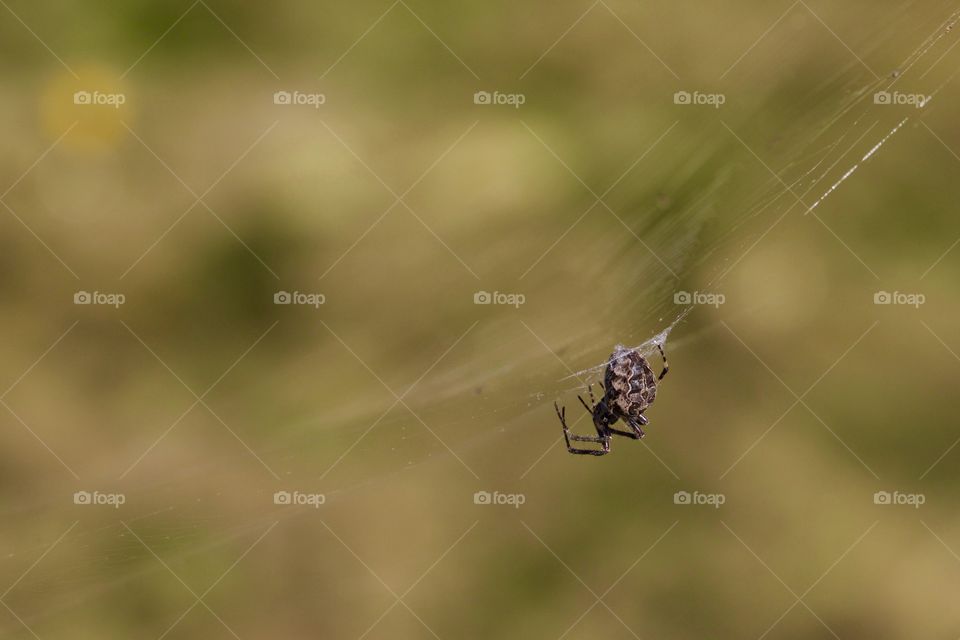 Spider on spider web