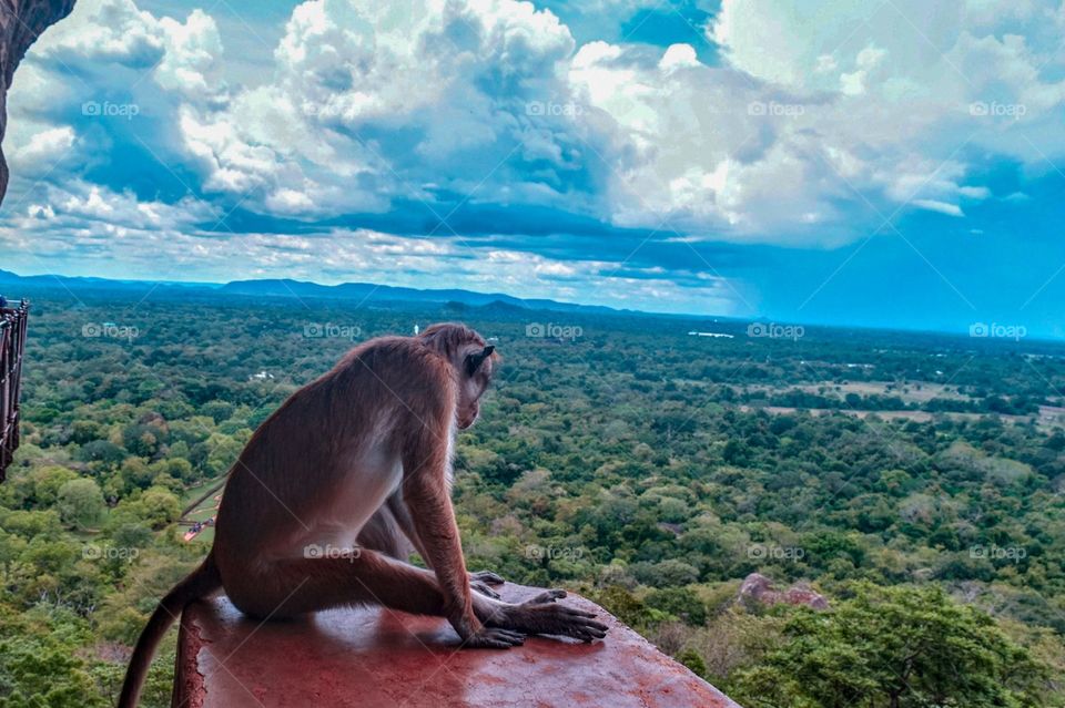 A monkey who knew how to let go and able to carry on in life through many chapters of its time.. An over view of life from another perspective of life at the top of Sigiriya, fortress, in Sri Lanka, captured in an afternoon.