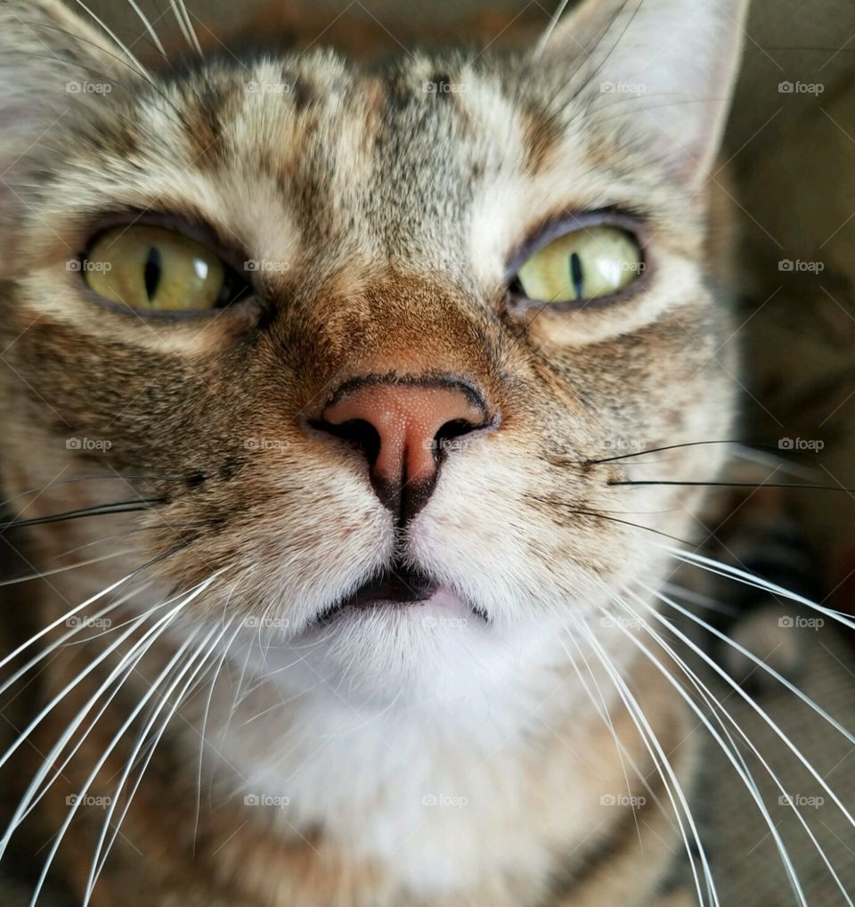 cat closeup whiskers