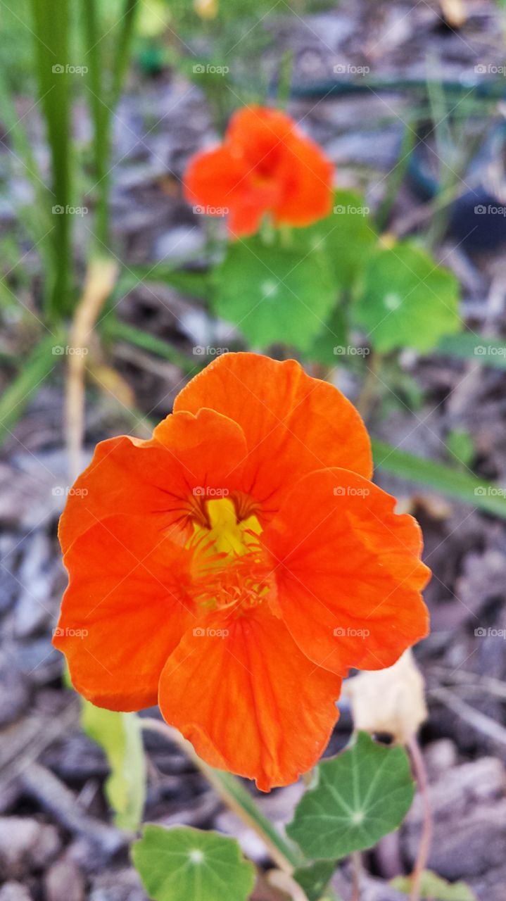 Nasturtium. In my garden