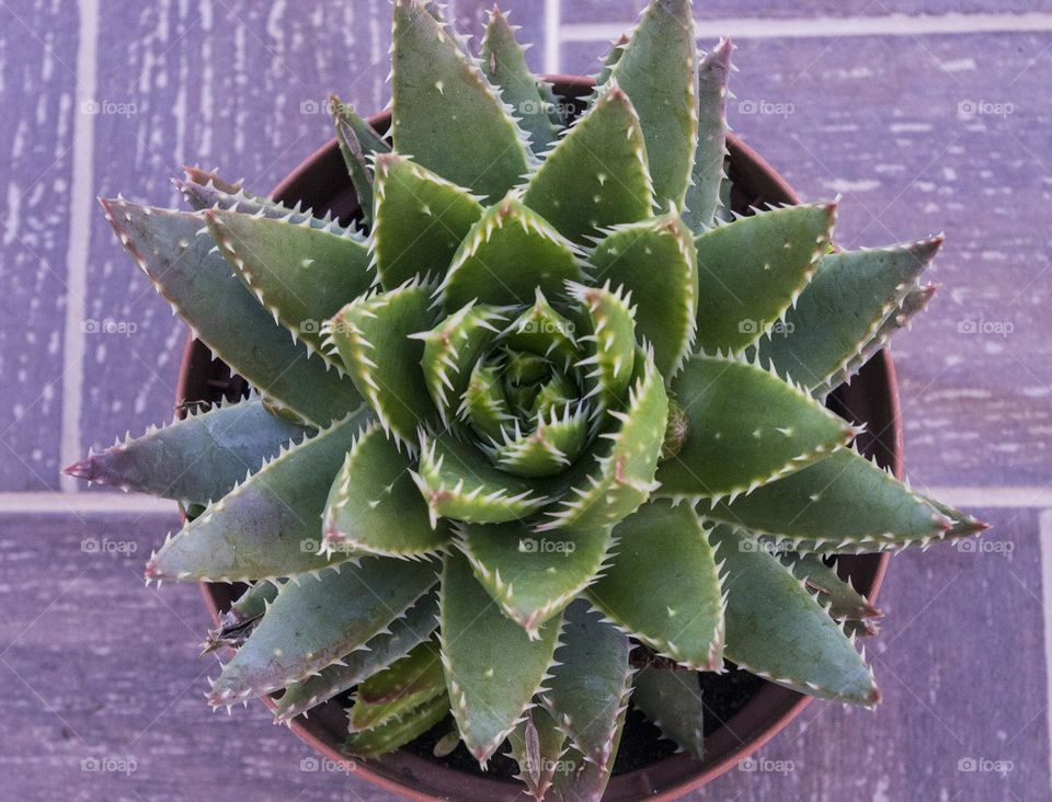 cactus flatlay