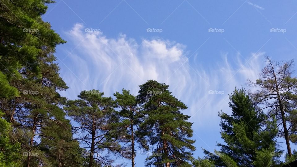 Wispy Clouds