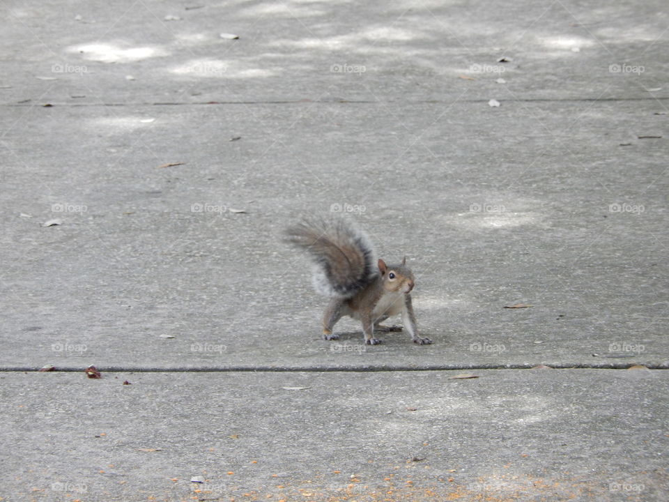 Squirrel 