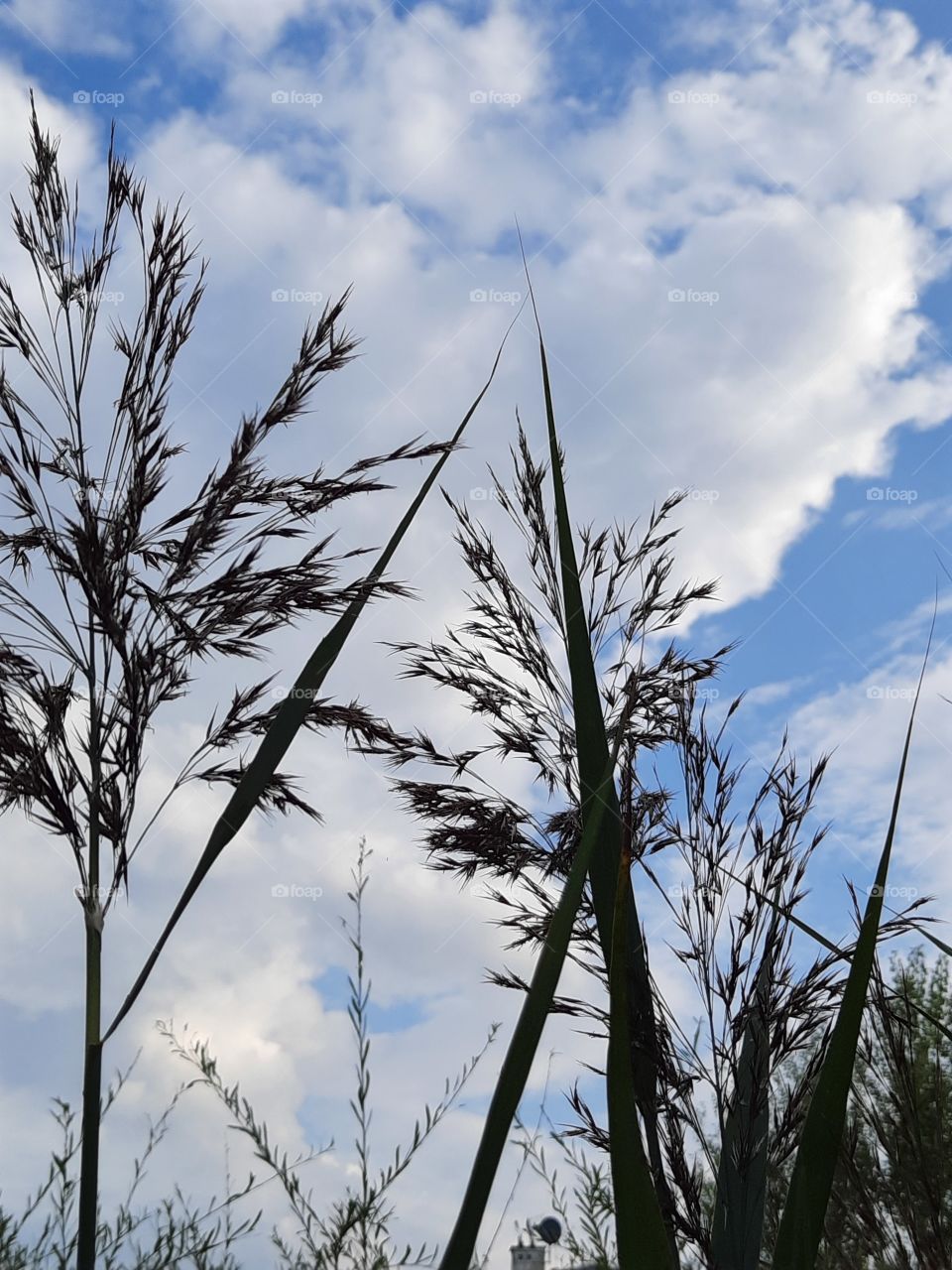 reeds against blue sky with clouds