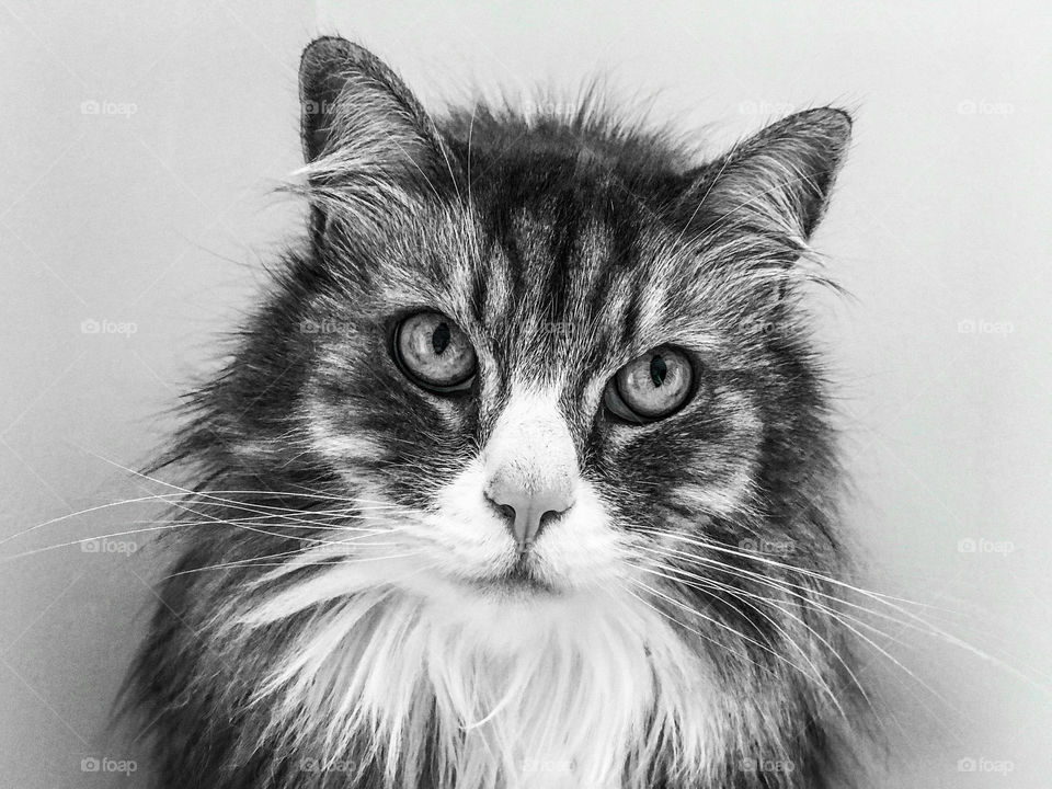 Close up of an expressive Siberian cat 