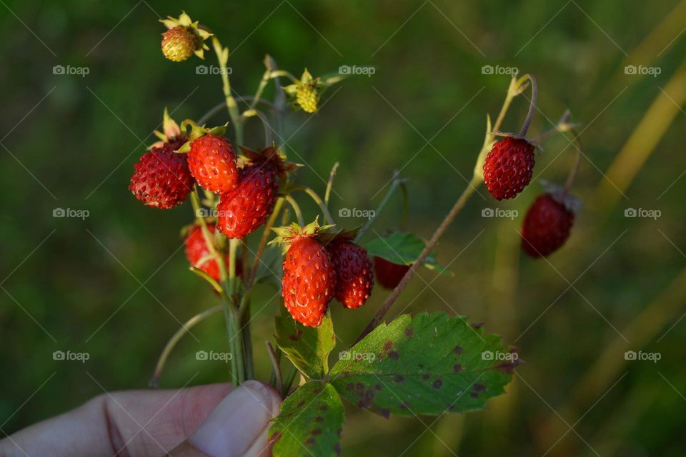 wild strawberries in the hand