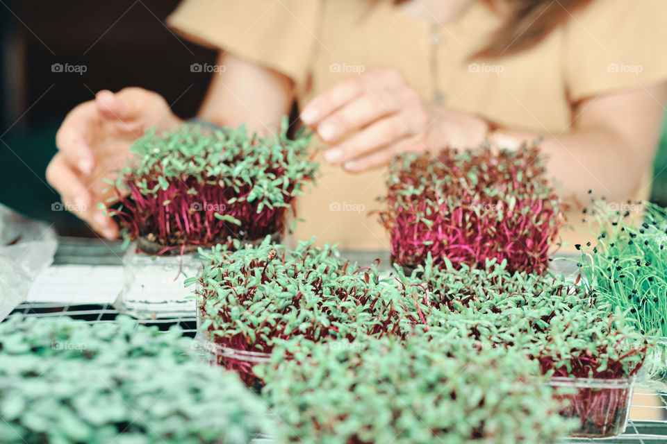 Girl in yellow dress harvesting  a microgreen