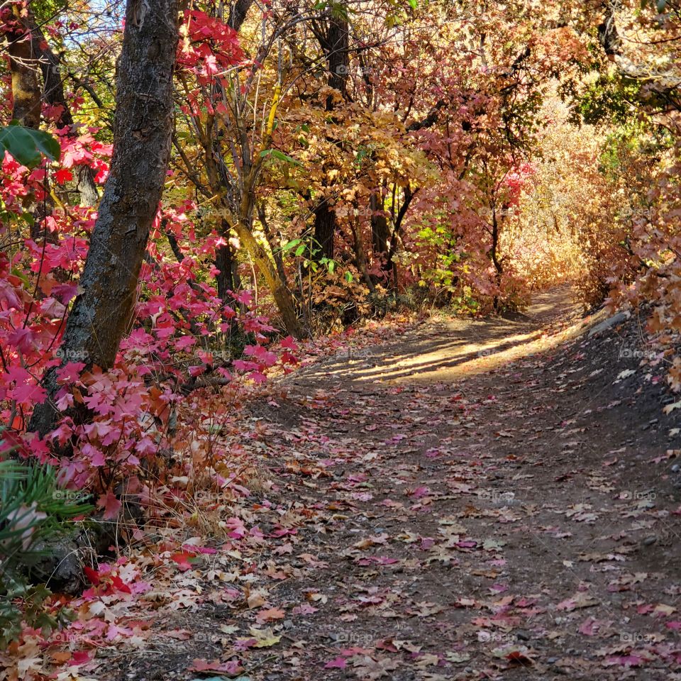 Autumn Sunlit Path