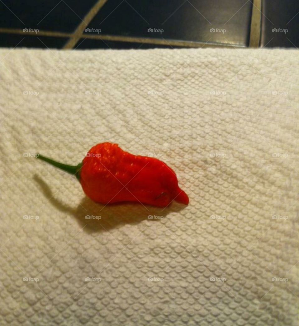Ghost chili pepper freshly grown in our back yard 