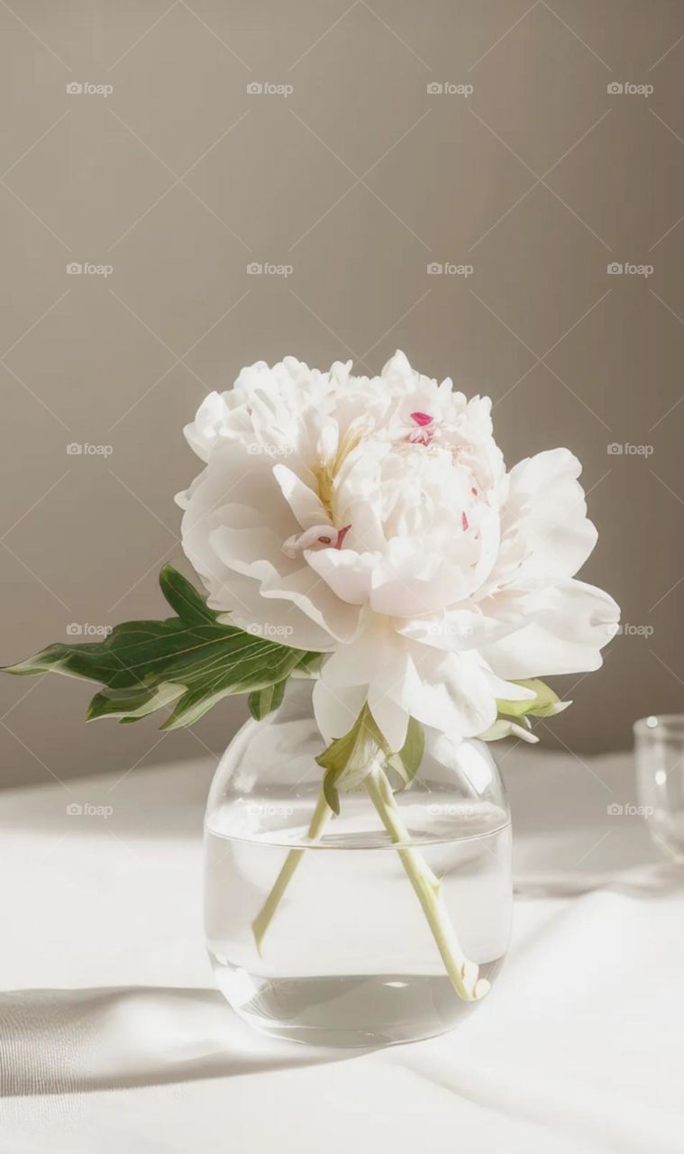 so beautiful port and also nice white big flower in pot so pretty cool flower