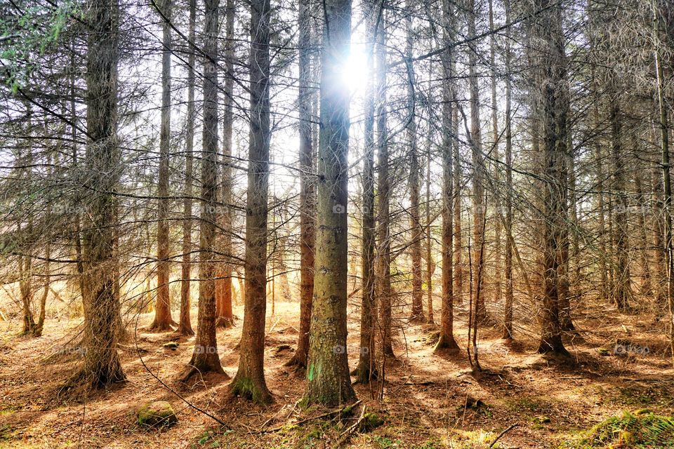 Hamsterley Forest Pine Trees ...