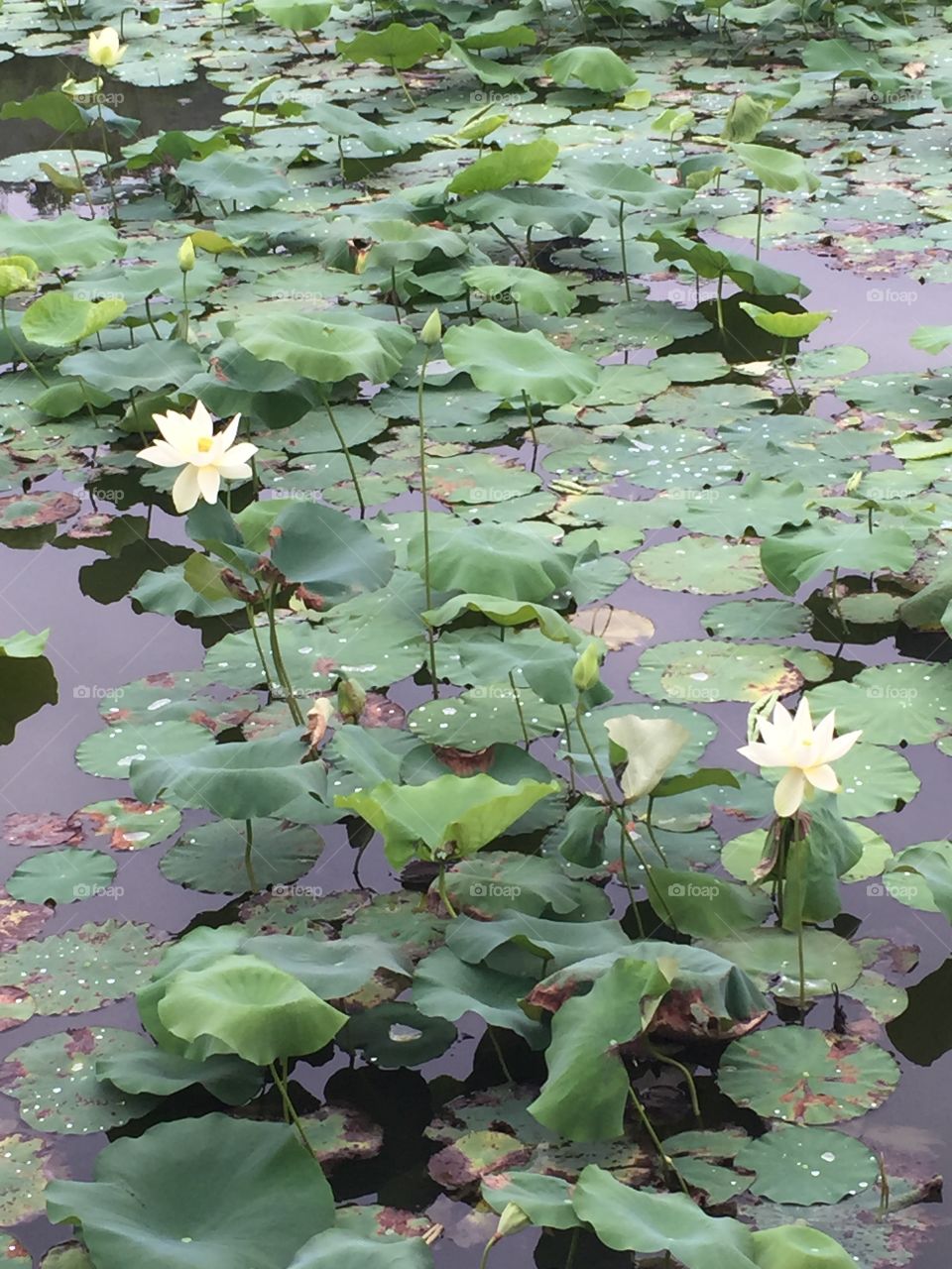 Flowers ... lotus?