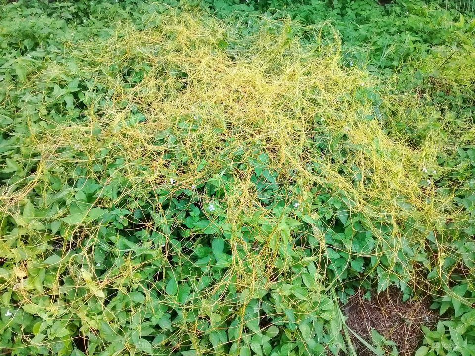 Cuscuta sp is useful plant have yellow color