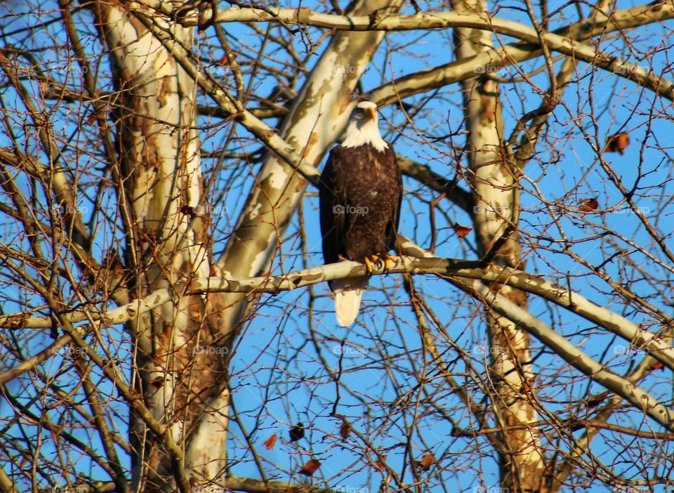 Eagle looking right at me