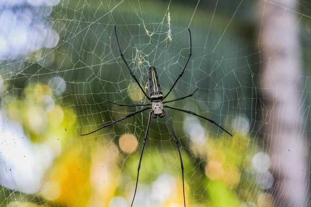 spider