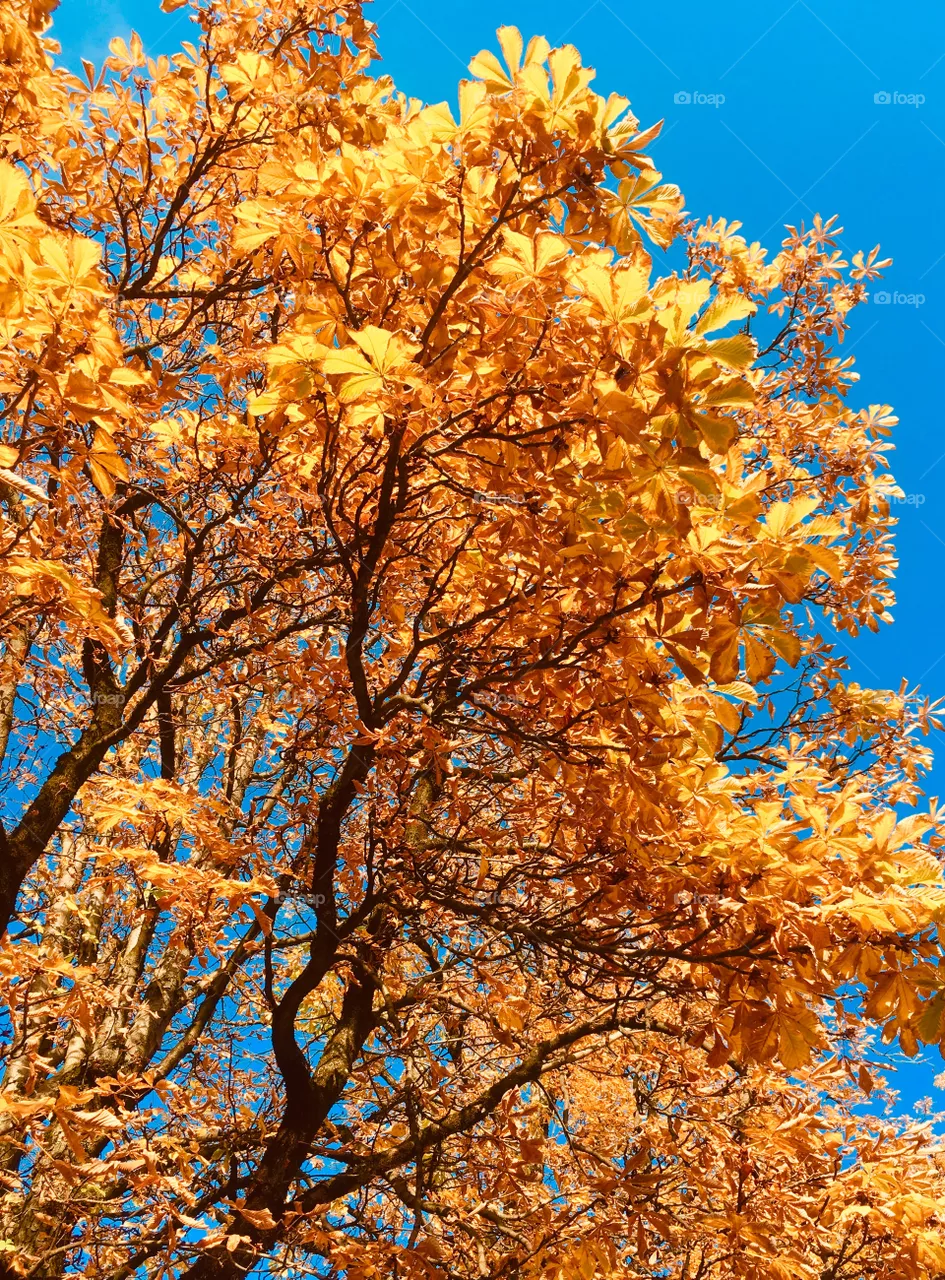 Automn ...