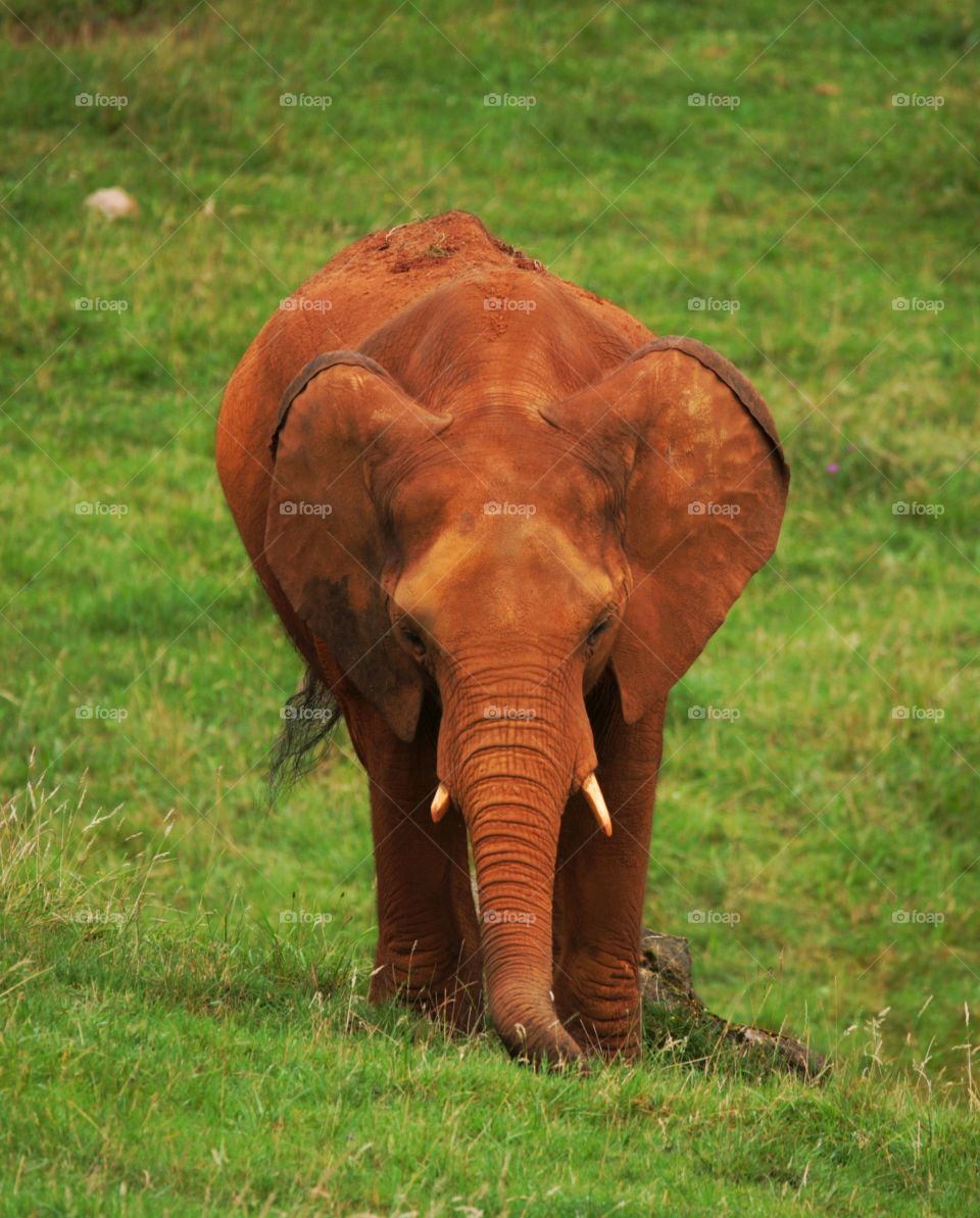 El joven elefante Africano