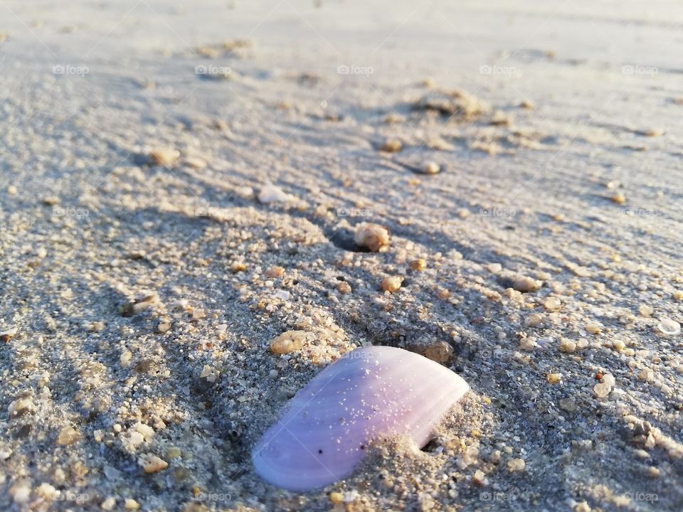 Sable et coquillage