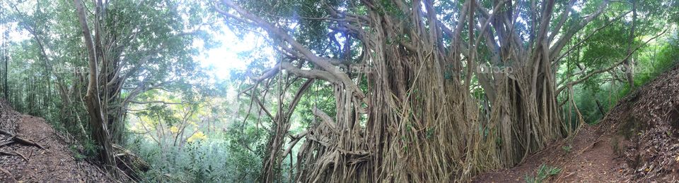 Banyan Tree