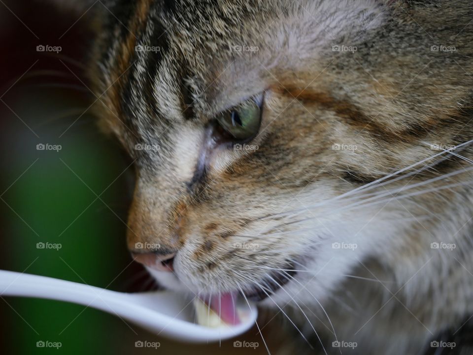 Tabby cat eating from spoon