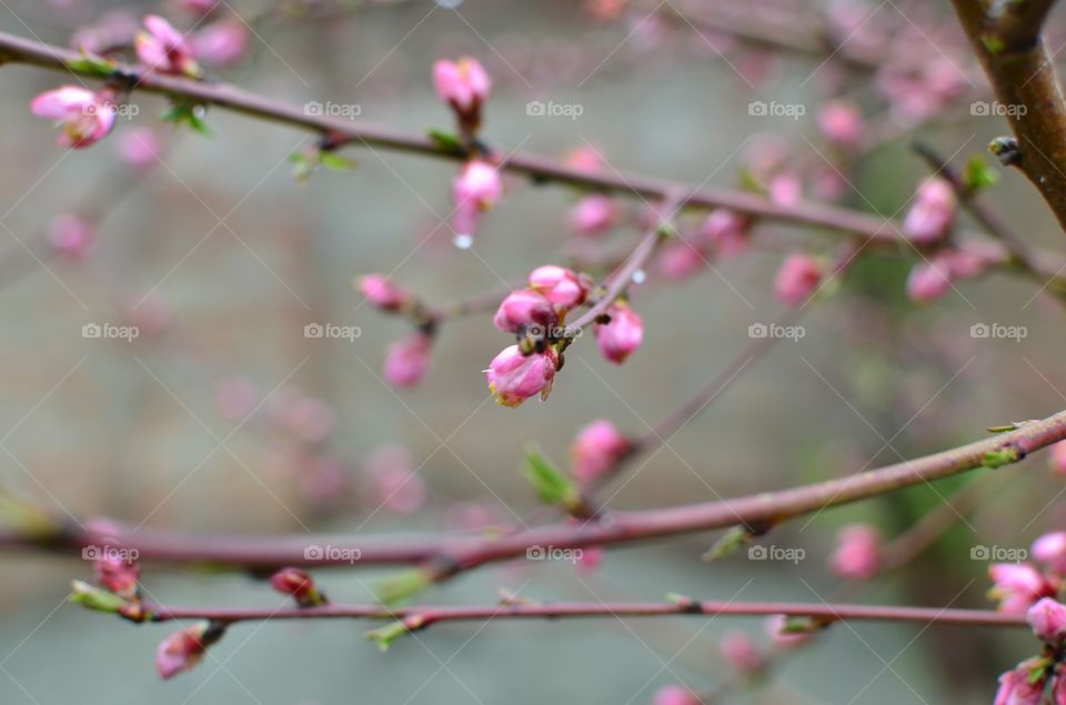 Flower, Tree, Branch, Cherry, Nature