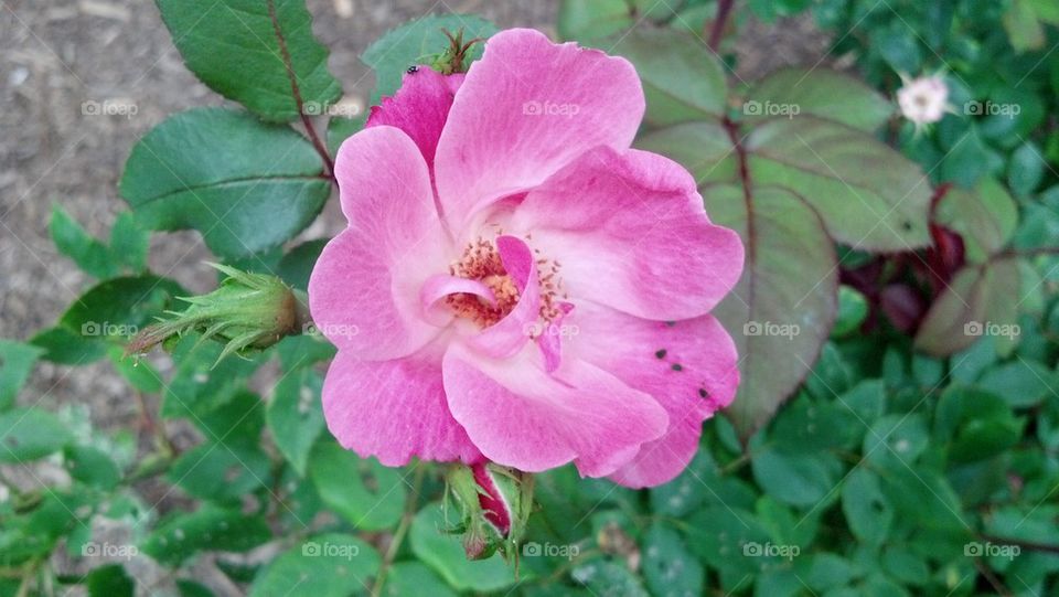 Roses Are Pink