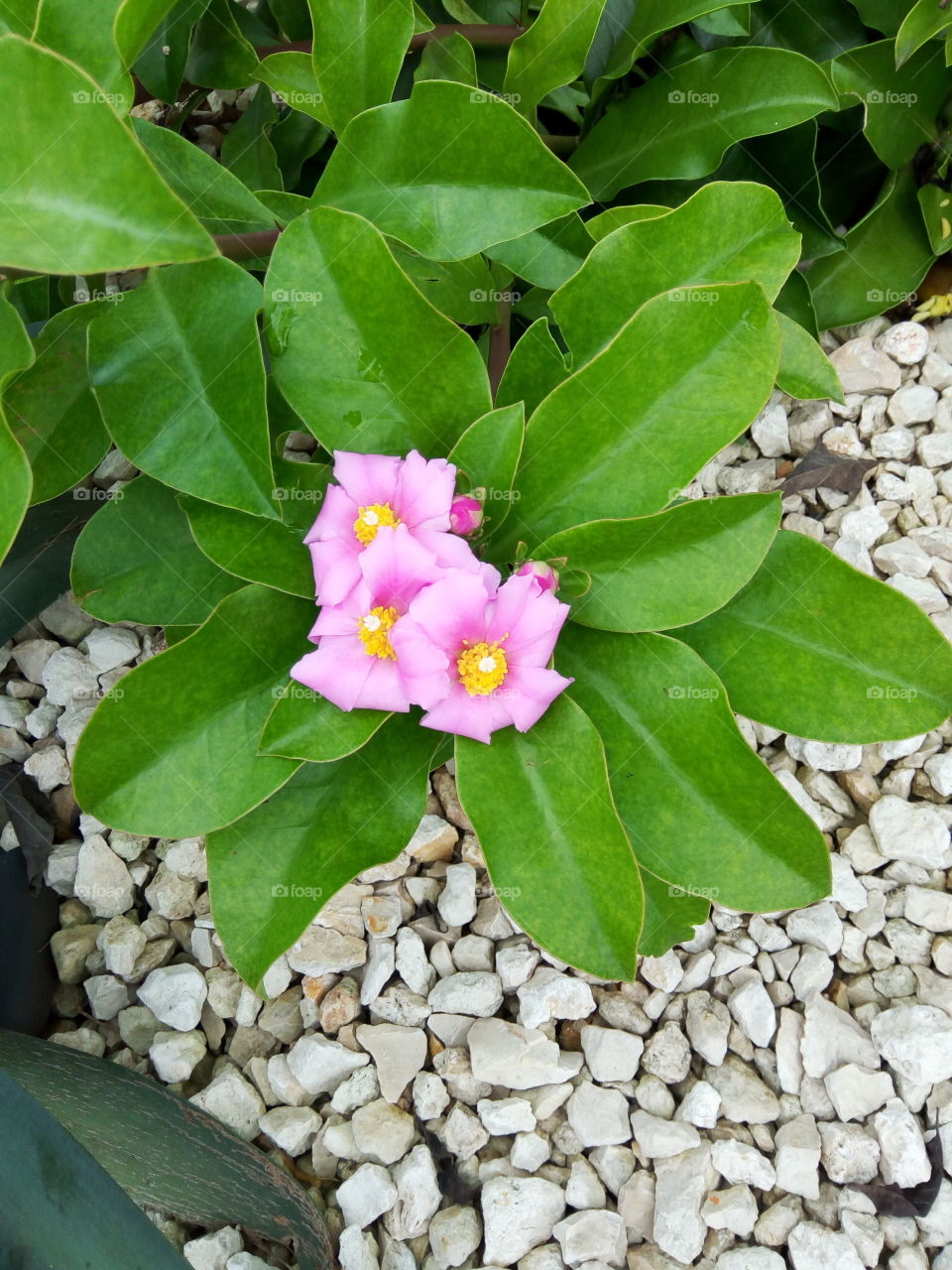 Nature, Leaf, Flora, Flower, Garden