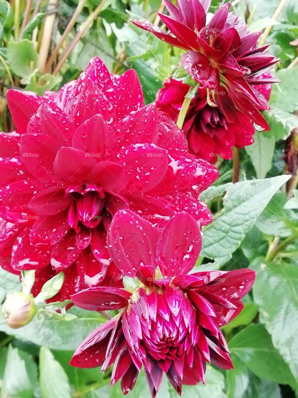 Dark red dahlia flower after rain