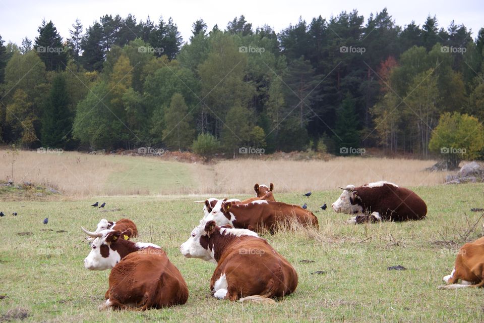 cows with calf