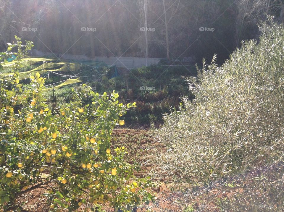 Fruit and vegetable garden at Agios Neophytos Monastery, Tala, Cyprus.