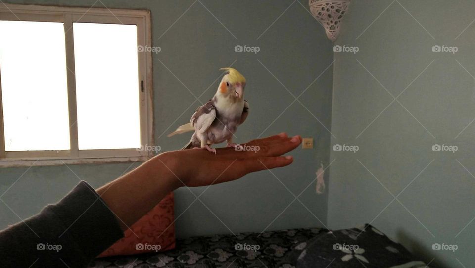 Beautiful parrot on my hand